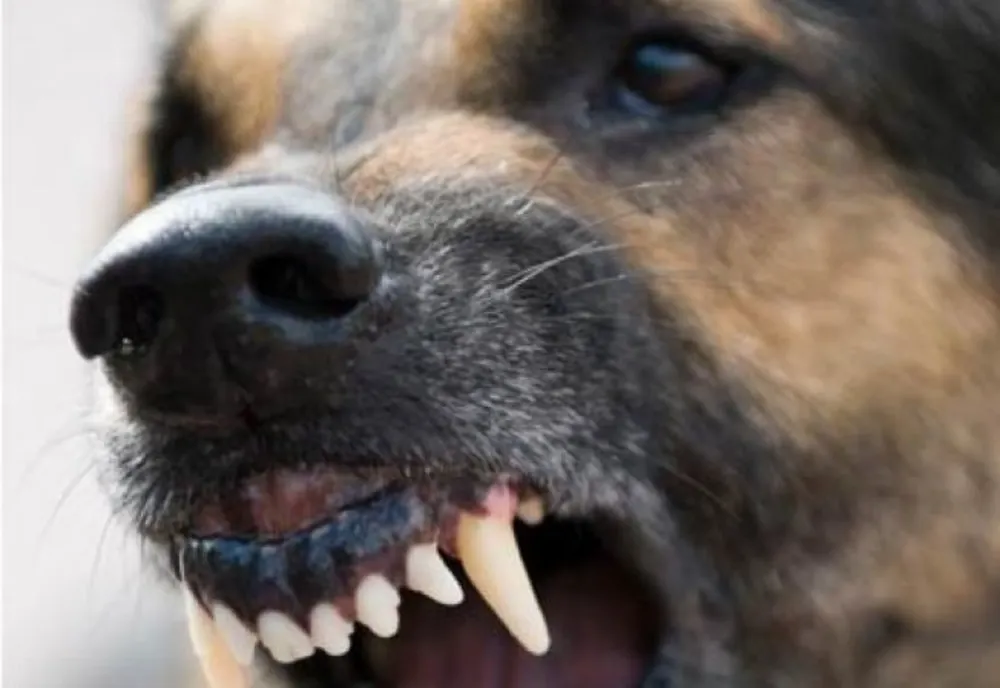 Un copil de 6 ani, din județul Constanța, A MURIT după ce a fost atacat de un câine