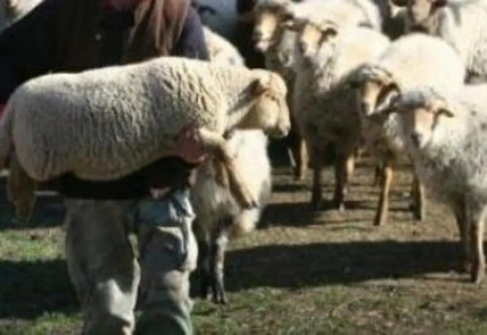 ANSVSA: Transport ilegal de miei, în Tulcea. Transportatorul, proprietarul şi medicul veterinar, amendaţi