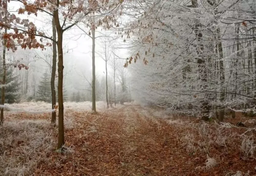 Vremea 15 noiembrie - Ploi și ninsori la munte