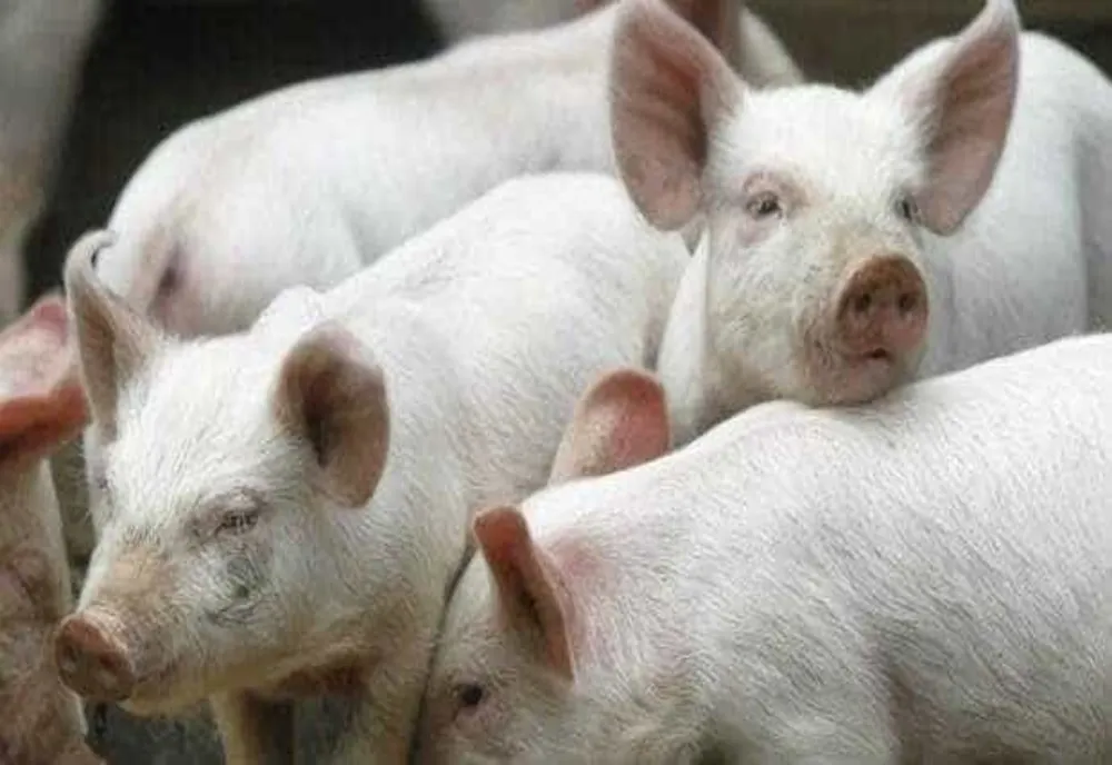 Avertisment ANSVSA pentru fermieri și stăpânii de animale: ce trebuie să facă în zilele de caniculă