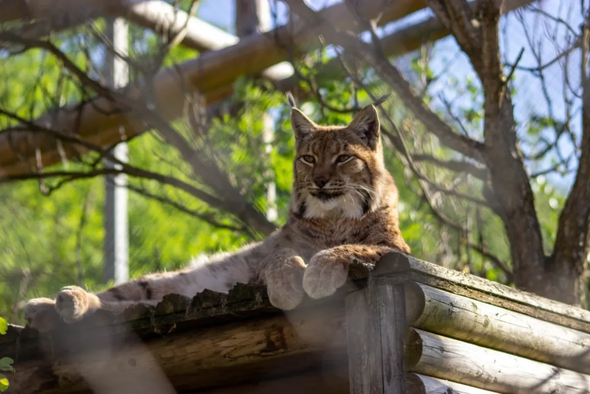 Doi masculi de hienă pătată și o femelă de râs au ajuns la Zoo Brașov