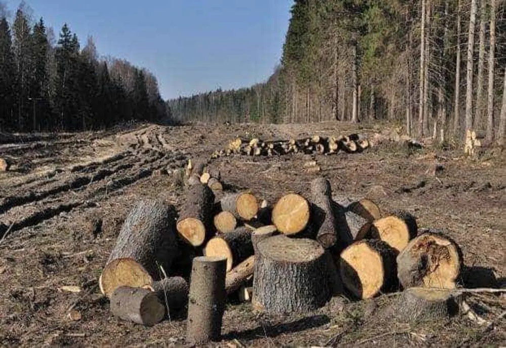 Fost pădurar obligat să plătească peste 1,24 milioane de lei. În cantonul său lipseau mii de arbori