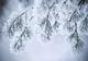 Prognoza meteo: Cod galben de ninsori pentru următoarele 24 de ore