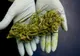 Un bărbat din Galați cultiva cannabis în propriul apartament
