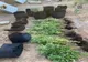 Cannabis cultivat în solar: Producătorii au fost reținuți