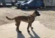 CÂINII VOR PUTEA FI ÎNCREDINŢAŢI SPRE ÎNGRIJIRE TEMPORARĂ ÎNAINTEA ADOPŢIEI